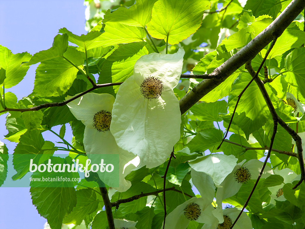 437237 - Arbre aux mouchoirs (Davidia involucrata)