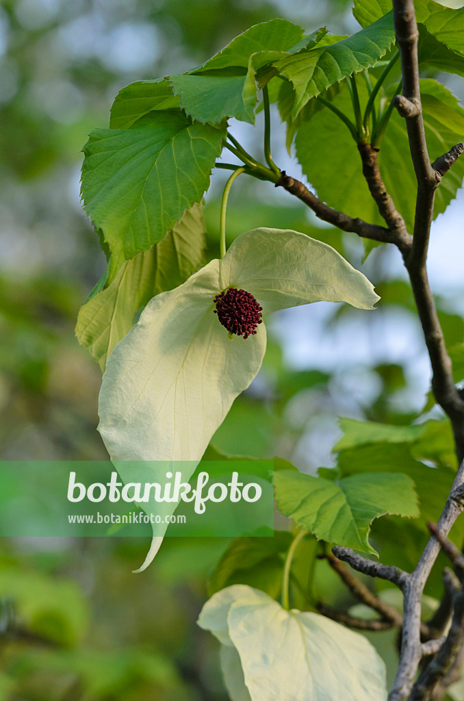 520189 - Arbre aux mouchoirs (Davidia involucrata)