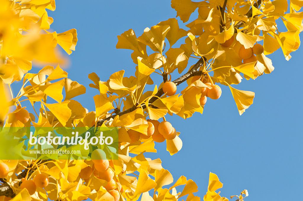 513060 - Arbre aux quarante écus (Ginkgo biloba)