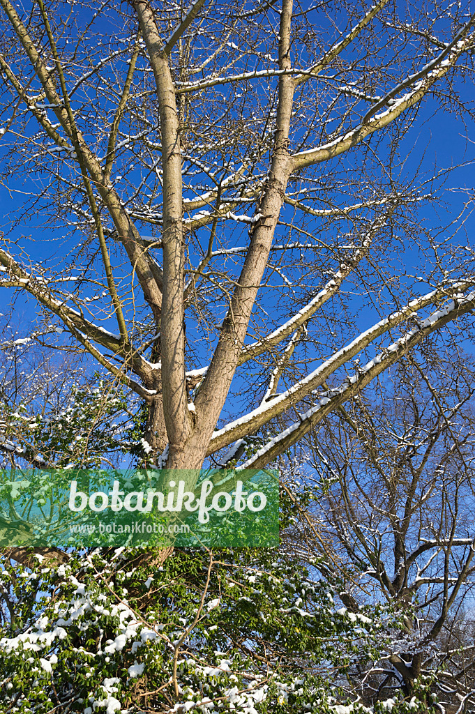 517054 - Arbre aux quarante écus (Ginkgo biloba)