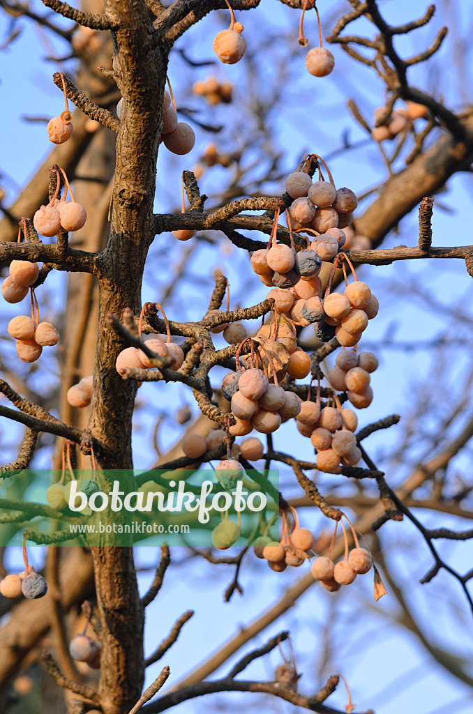 551019 - Arbre aux quarante écus (Ginkgo biloba)