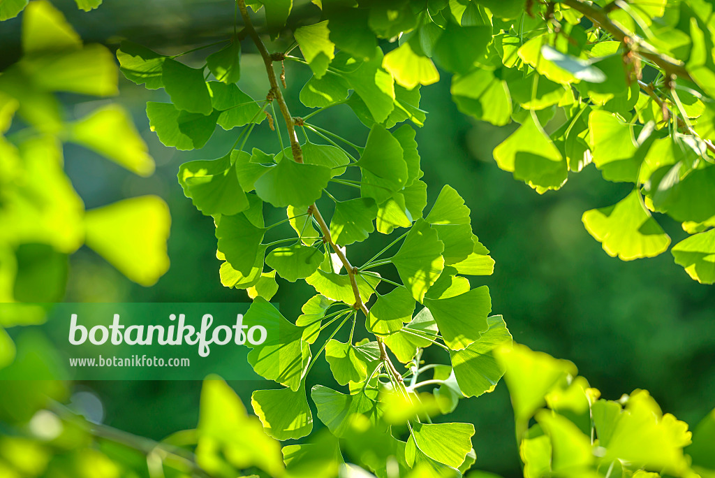 575111 - Arbre aux quarante écus (Ginkgo biloba)