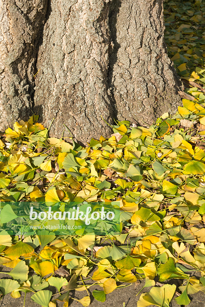 609052 - Arbre aux quarante écus (Ginkgo biloba)