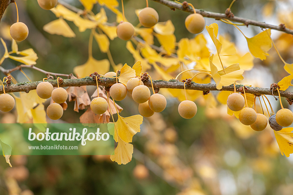 616401 - Arbre aux quarante écus (Ginkgo biloba)