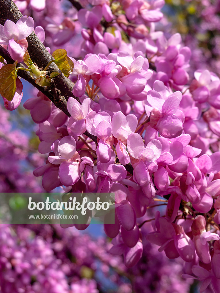 437269 - Arbre de Judée (Cercis siliquastrum)