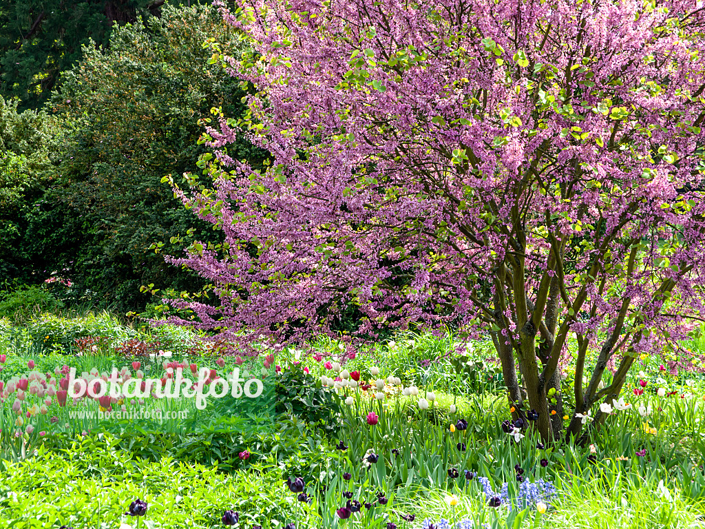 437384 - Arbre de Judée (Cercis siliquastrum)