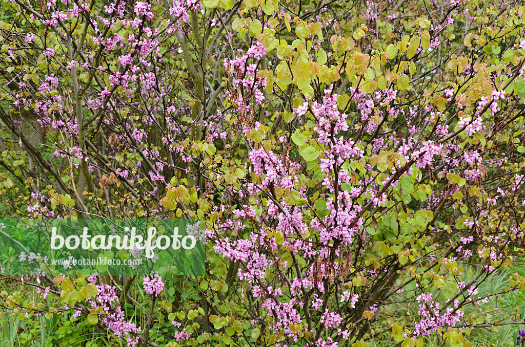 508063 - Arbre de Judée (Cercis siliquastrum)