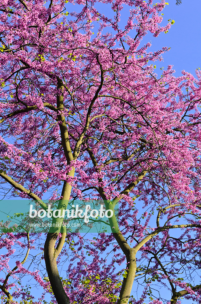 520254 - Arbre de Judée (Cercis siliquastrum)