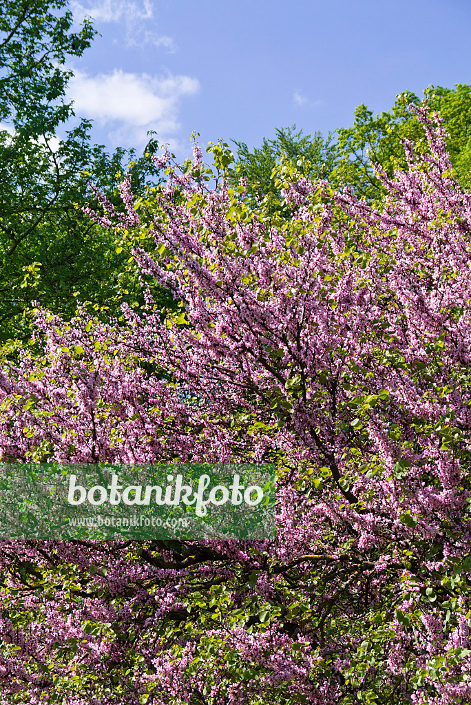 556119 - Arbre de Judée (Cercis siliquastrum)