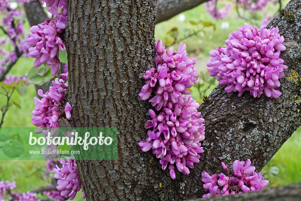 608047 - Arbre de Judée (Cercis siliquastrum)