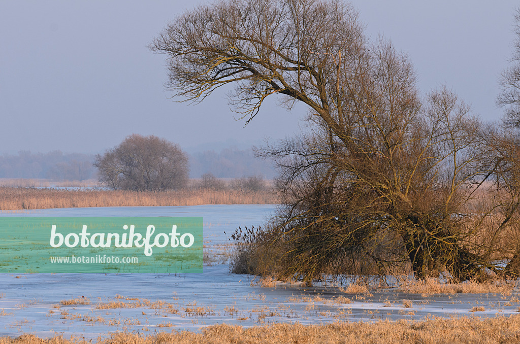 564255 - Arbre sur une prairie de polder inondée et gelée, parc national de la vallée de la Basse-Oder, Allemagne