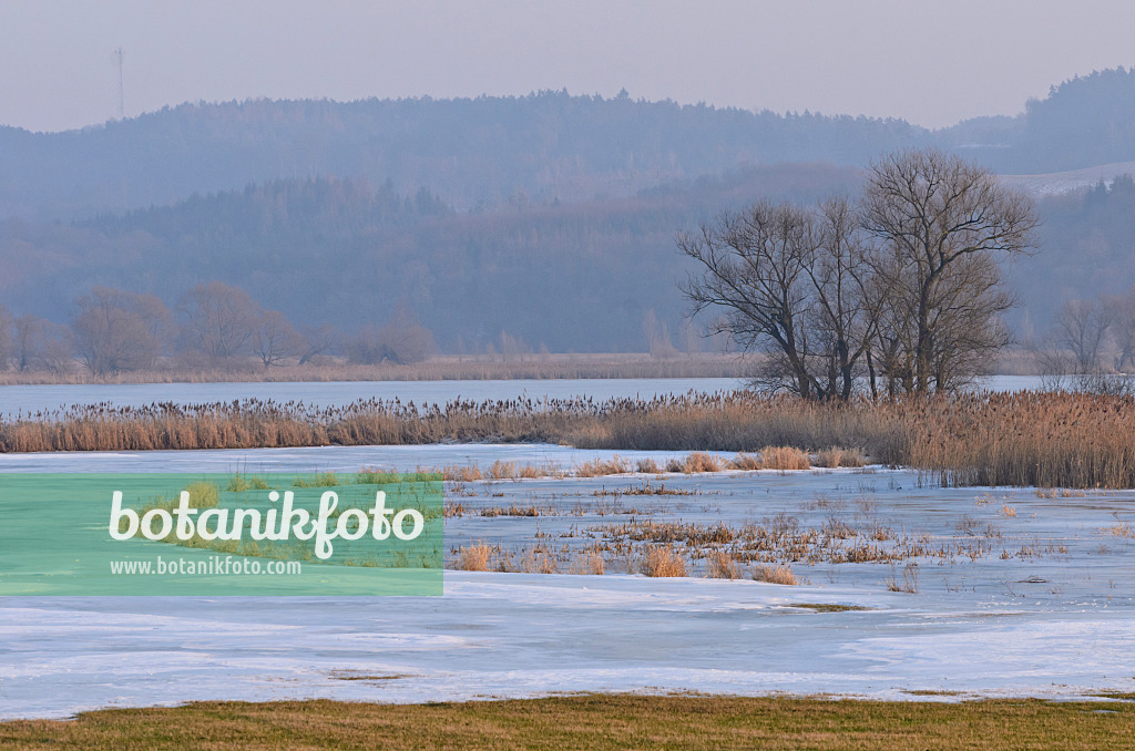 564258 - Arbres sur une prairie de polder inondée et gelée, parc national de la vallée de la Basse-Oder, Allemagne