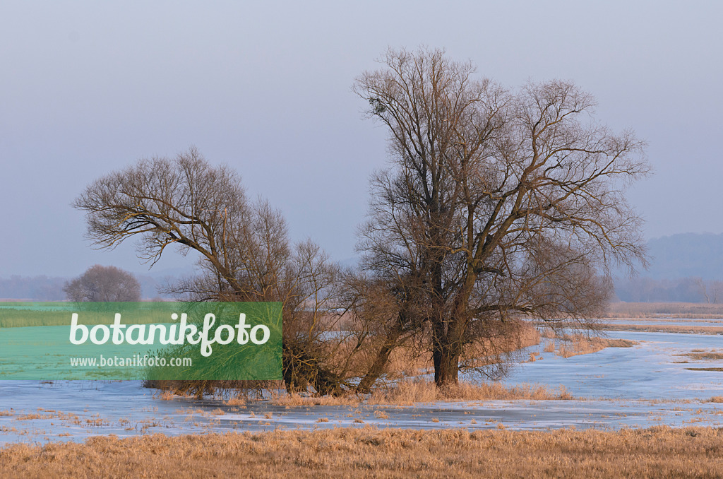 564259 - Arbres sur une prairie de polder inondée et gelée, parc national de la vallée de la Basse-Oder, Allemagne