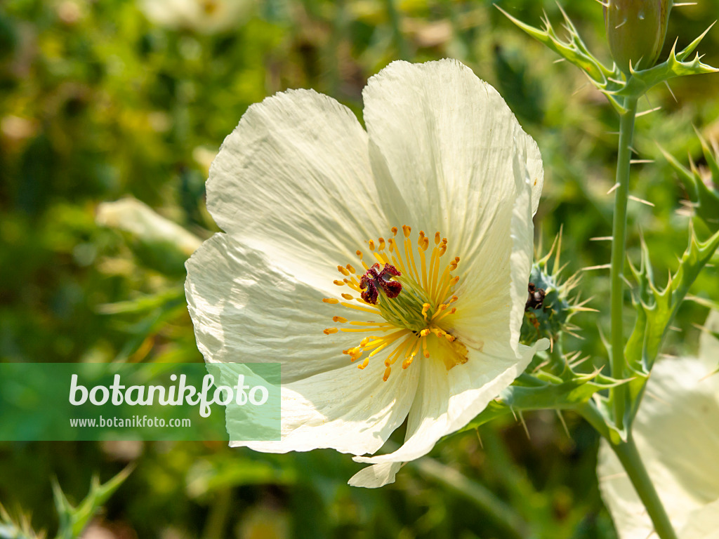 439372 - Argémone mexicaine (Argemone mexicana)