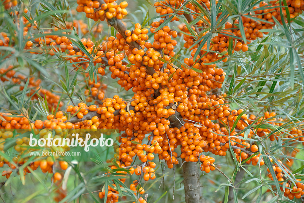 517294 - Argousier (Hippophae rhamnoides 'Orange Energy')