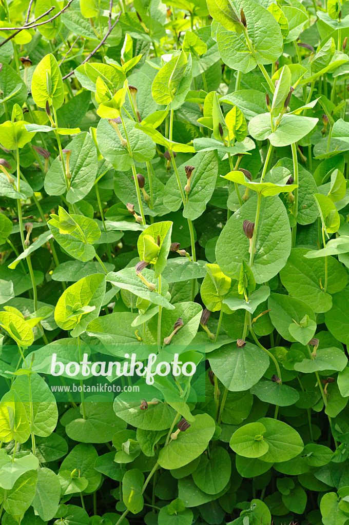 472113 - Aristoloche à feuilles rondes (Aristolochia rotunda)