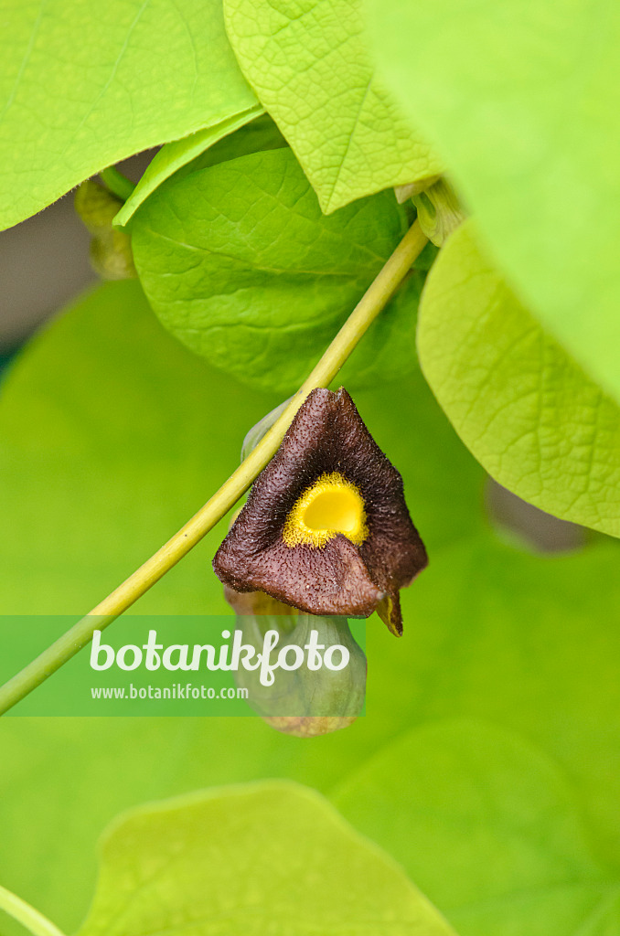 544074 - Aristoloche siphon (Aristolochia macrophylla)