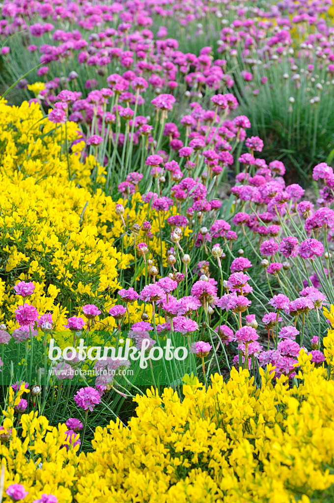 472321 - Armérie maritime (Armeria maritima) et genêt de Lydie (Genista lydia)