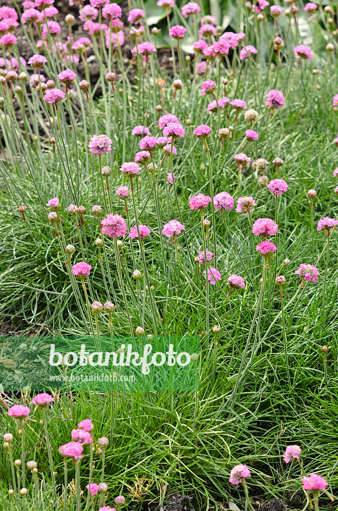 533276 - Armérie maritime (Armeria maritima 'Splendens')