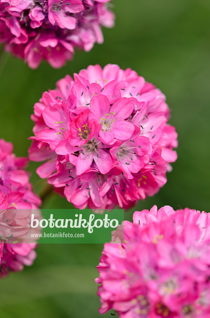 533444 - Armérie maritime (Armeria maritima 'Splendens')