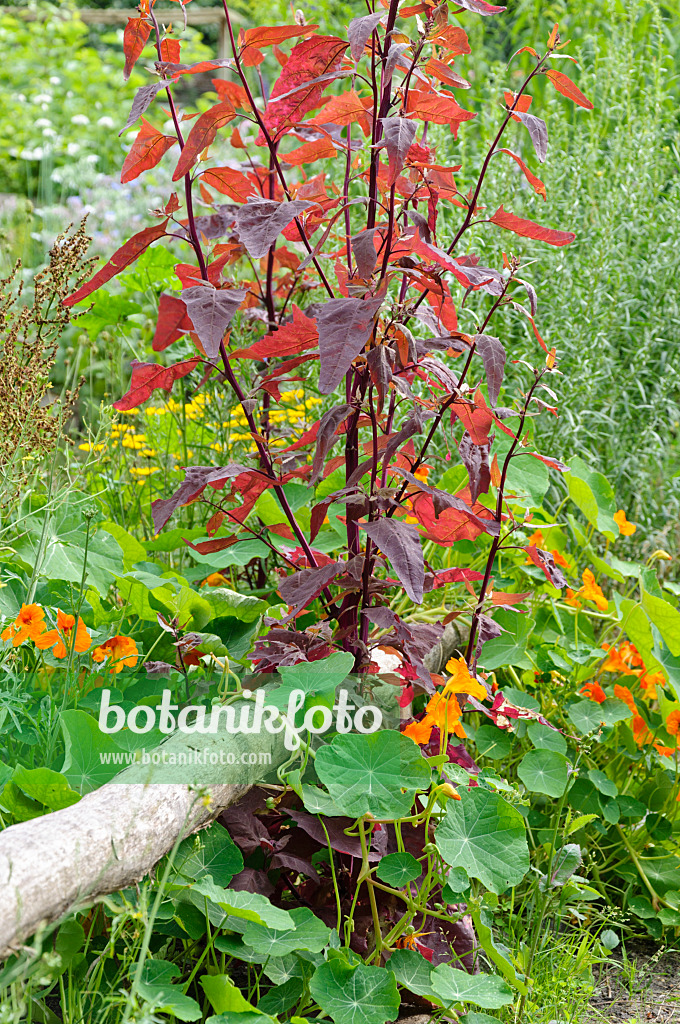 474244 - Arroche rouge des jardins (Atriplex hortensis var. rubra) et grande capucine (Tropaeolum majus)