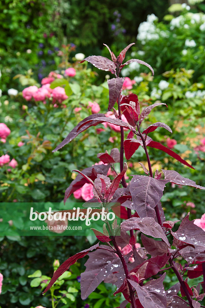 510060 - Arroche rouge des jardins (Atriplex hortensis var. rubra) et rosiers (Rosa)