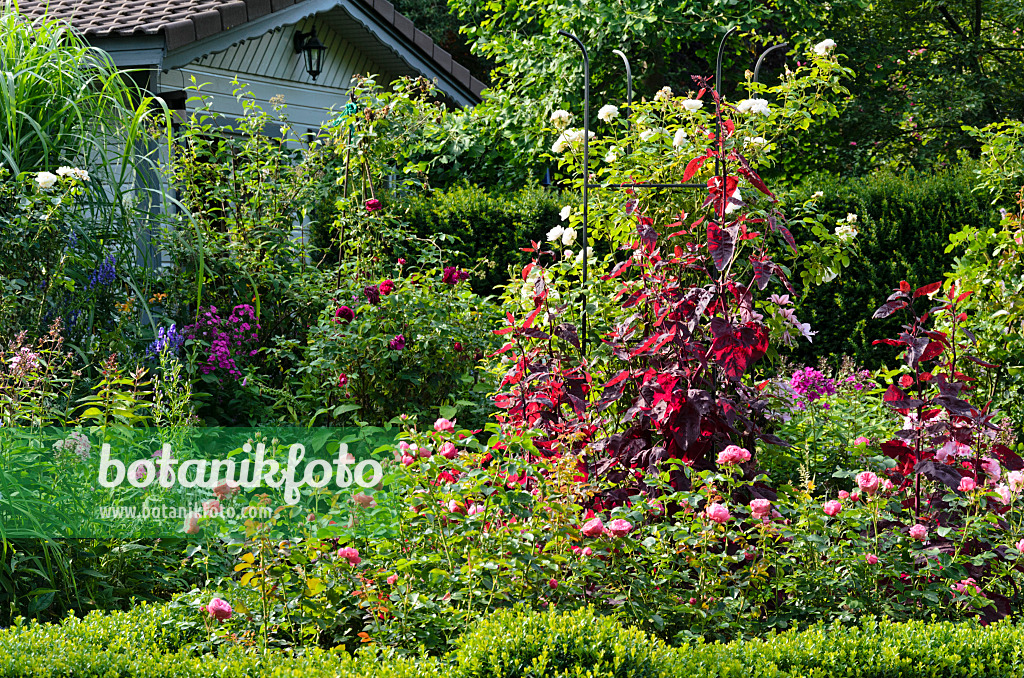 570088 - Arroche rouge des jardins (Atriplex hortensis var. rubra) et rosiers (Rosa)