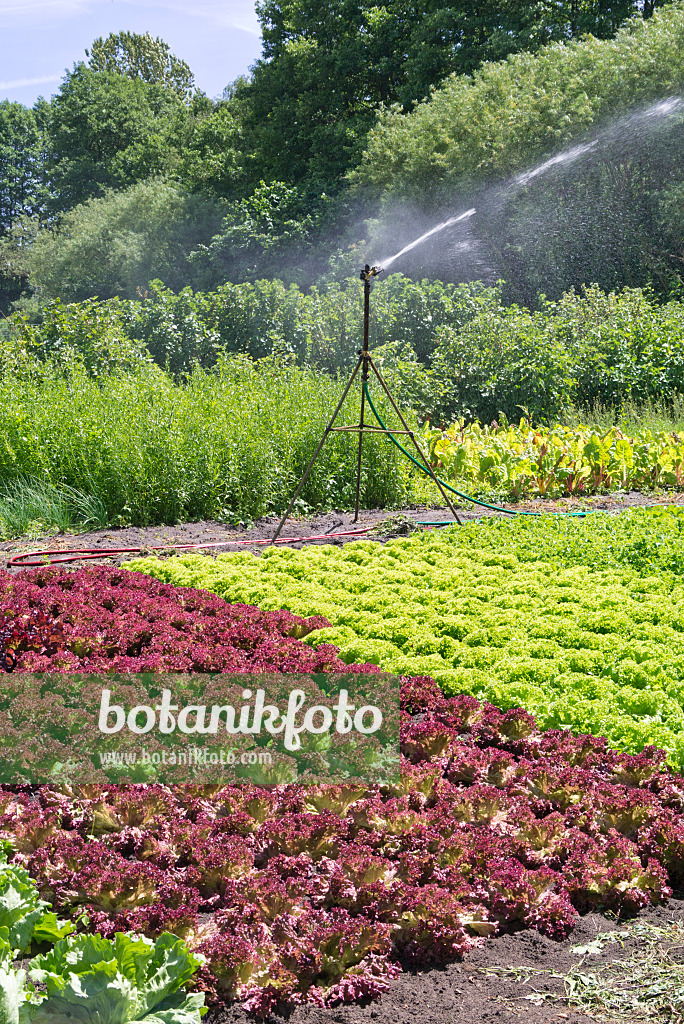 572120 - Arrosage d'un jardin potager