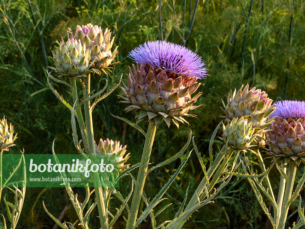 462181 - Artichaut (Cynara cardunculus syn. Cynara scolymus)