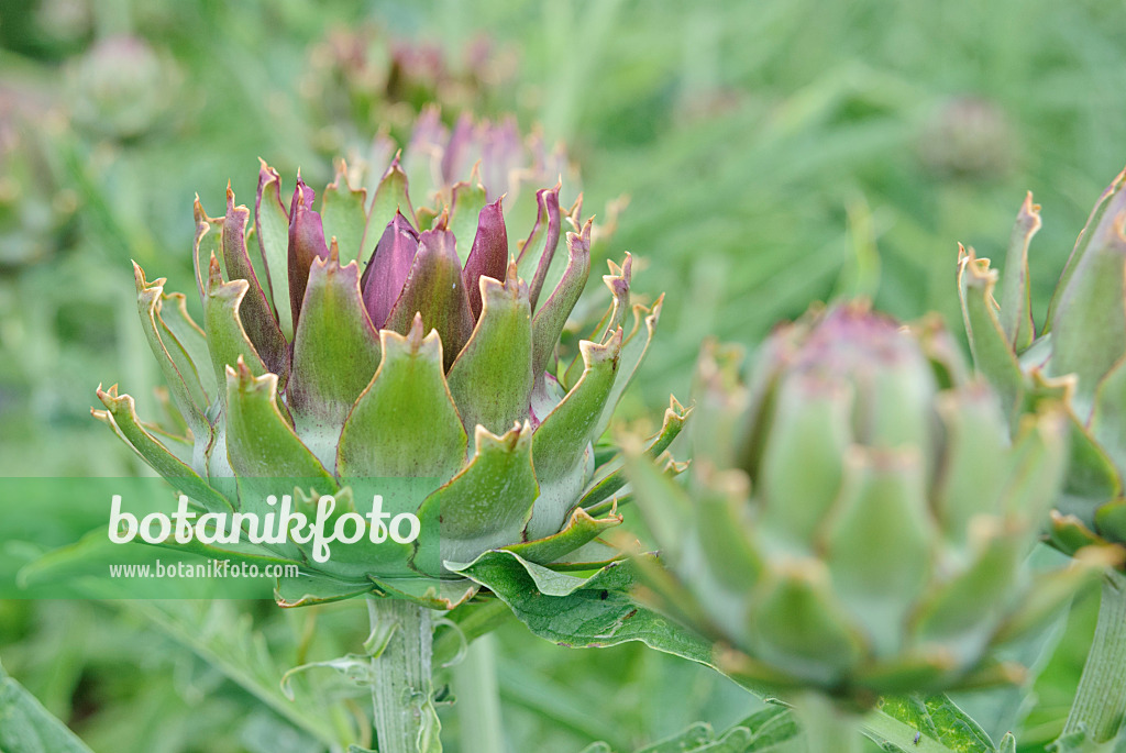 482012 - Artichaut (Cynara cardunculus syn. Cynara scolymus)