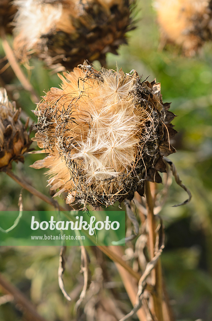 560011 - Artichaut (Cynara cardunculus syn. Cynara scolymus)