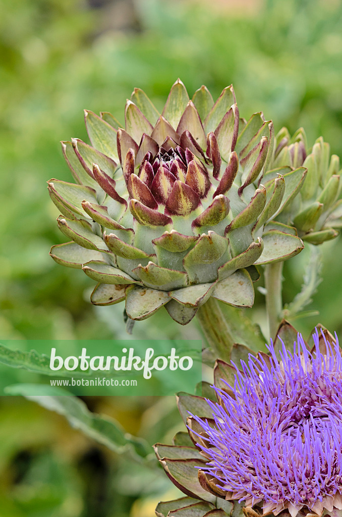 524064 - Artichaut (Cynara cardunculus 'Green Globe' syn. Cynara scolymus 'Green Globe')