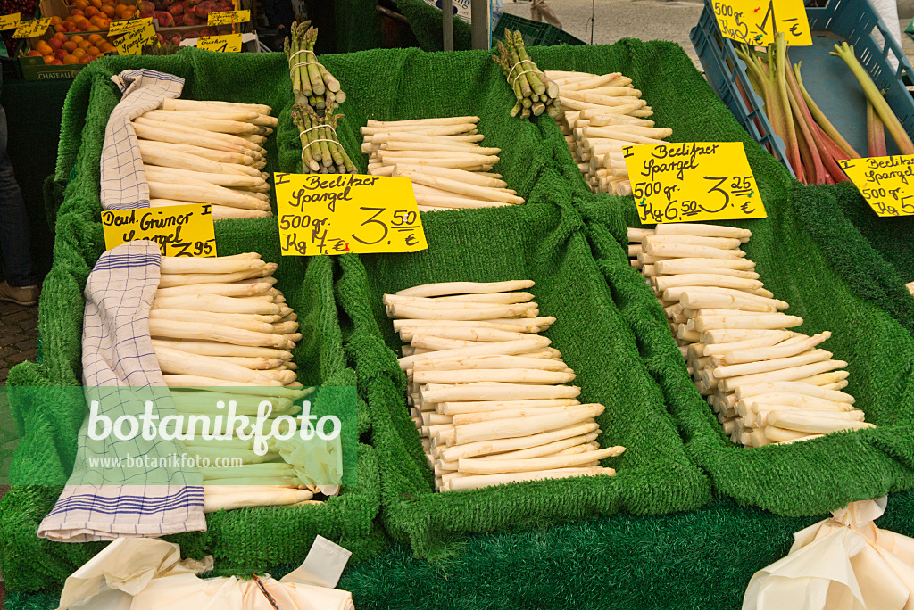 545106 - Asperge (Asparagus officinalis)