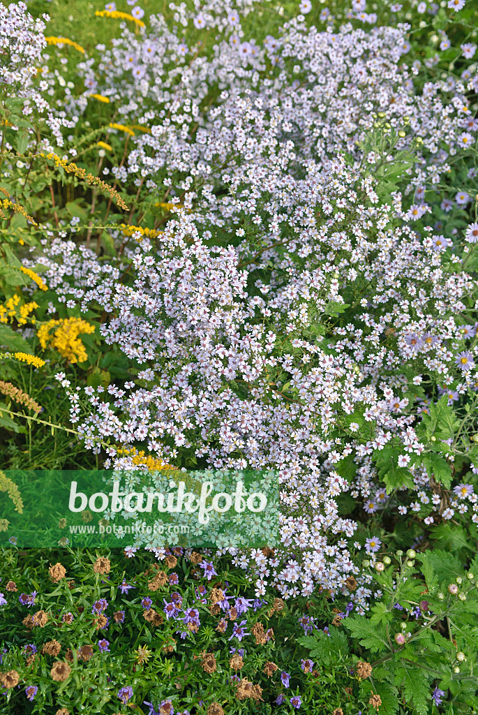 517427 - Aster à feuilles en couer (Aster cordifolius 'Ideal')