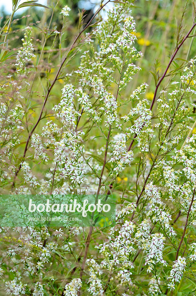 500037 - Aster à fleurs latérales (Aster laterifolius)