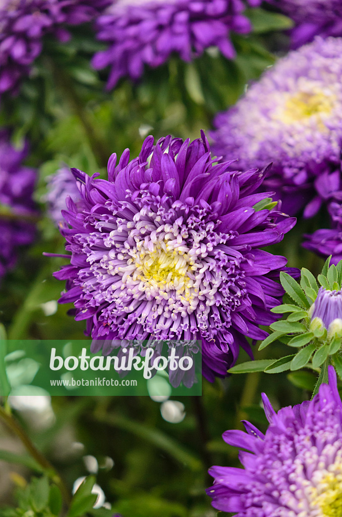 571070 - Aster de Chine (Callistephus chinensis 'Prinova Dark Blue')