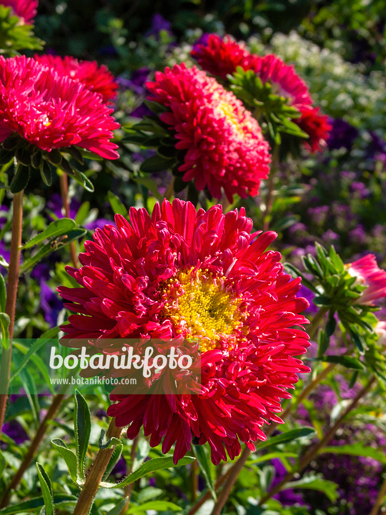 404043 - Aster de Chine (Callistephus chinensis 'Roter Edelstein')