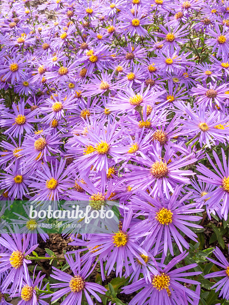 418010 - Aster de Frikart (Aster x frikartii 'Jungfrau')