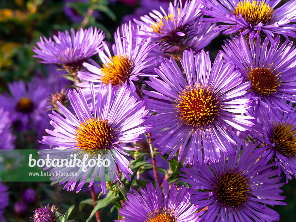 465192 - Aster de Virginie (Aster novi-belgii 'Bonningdale')