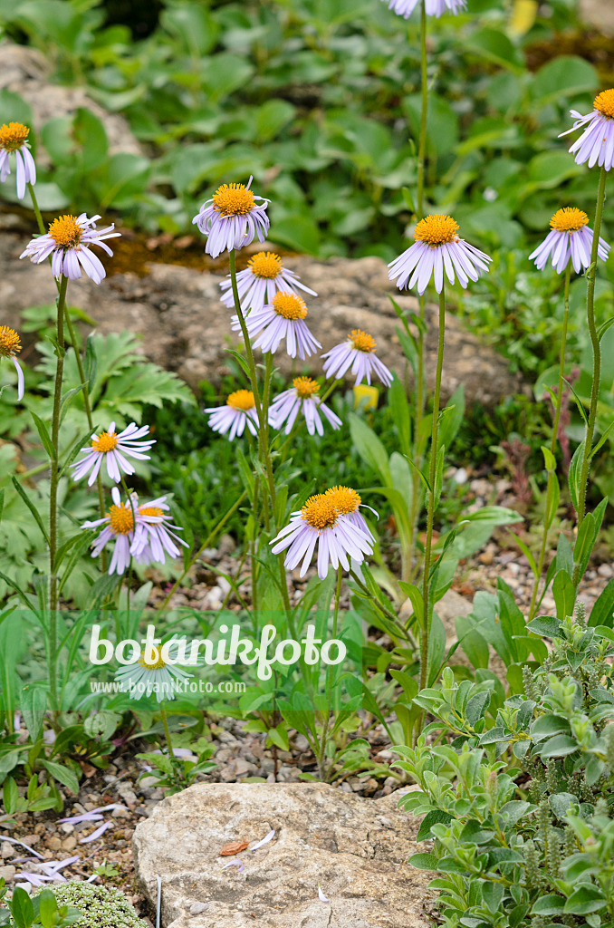 521224 - Aster des Alpes (Aster alpinus)