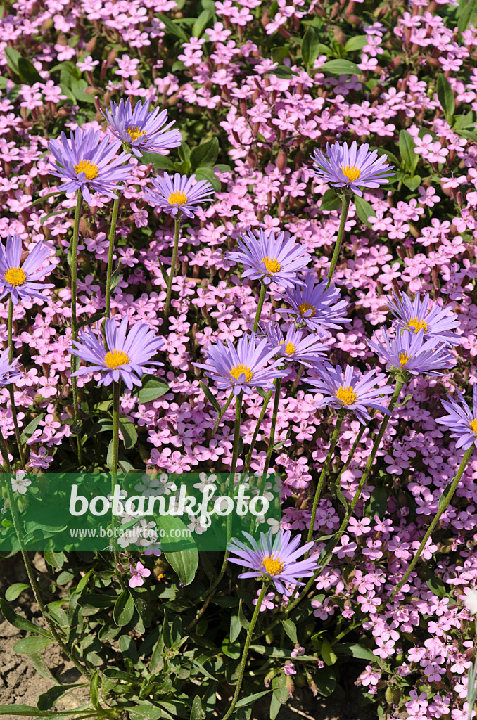 496203 - Aster des Alpes (Aster alpinus) et saponaire de Montpellier (Saponaria ocymoides)