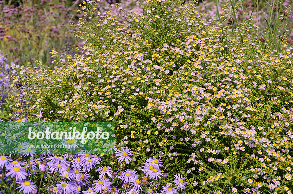 525149 - Aster éricoide (Aster ericoides 'Lovely' syn. Aster vimineus 'Lovely')