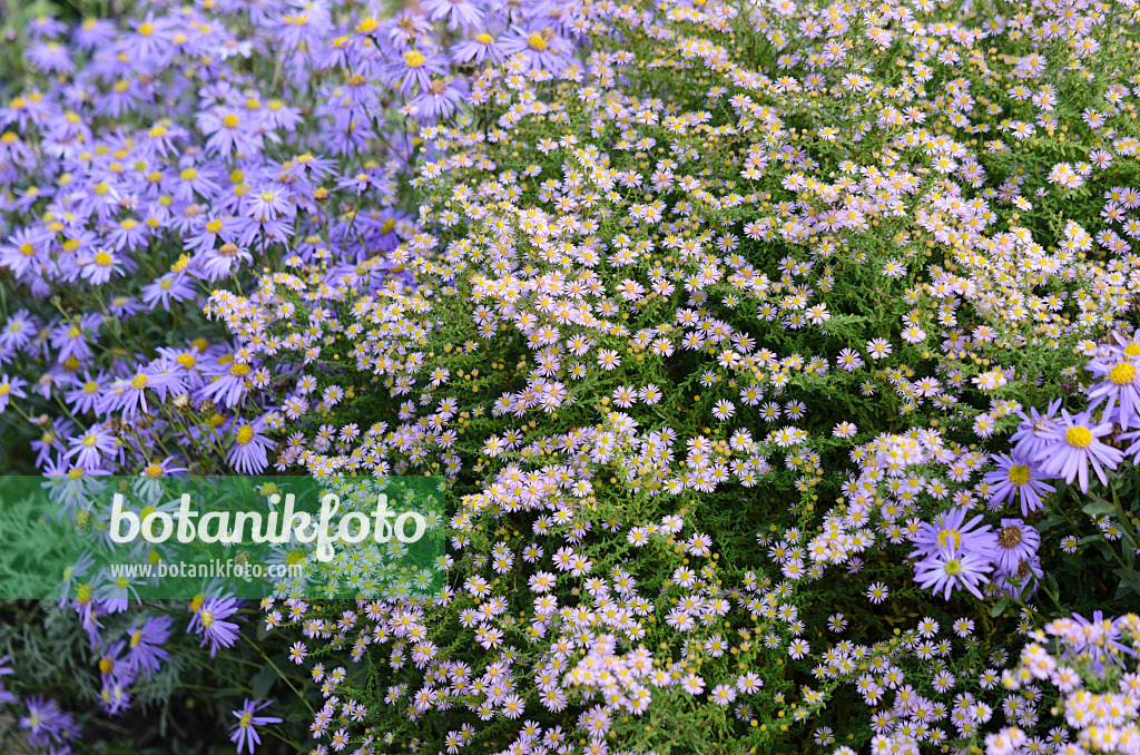 525153 - Aster éricoide (Aster ericoides 'Lovely' syn. Aster vimineus 'Lovely')