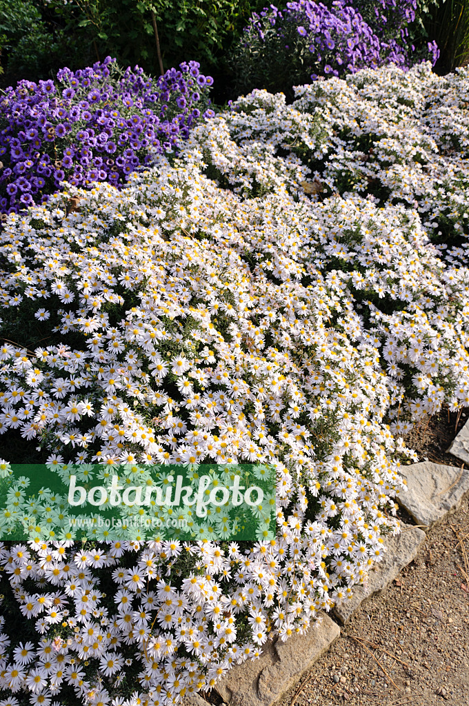 489099 - Aster nain d'automne (Aster dumosus 'Apollo')