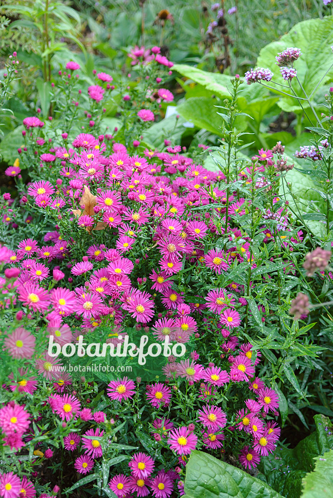 535386 - Aster nain d'automne (Aster dumosus 'Kassel')