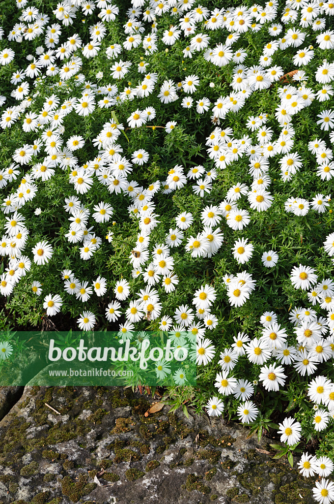 477040 - Aster nain d'automne (Aster dumosus 'Kristina')