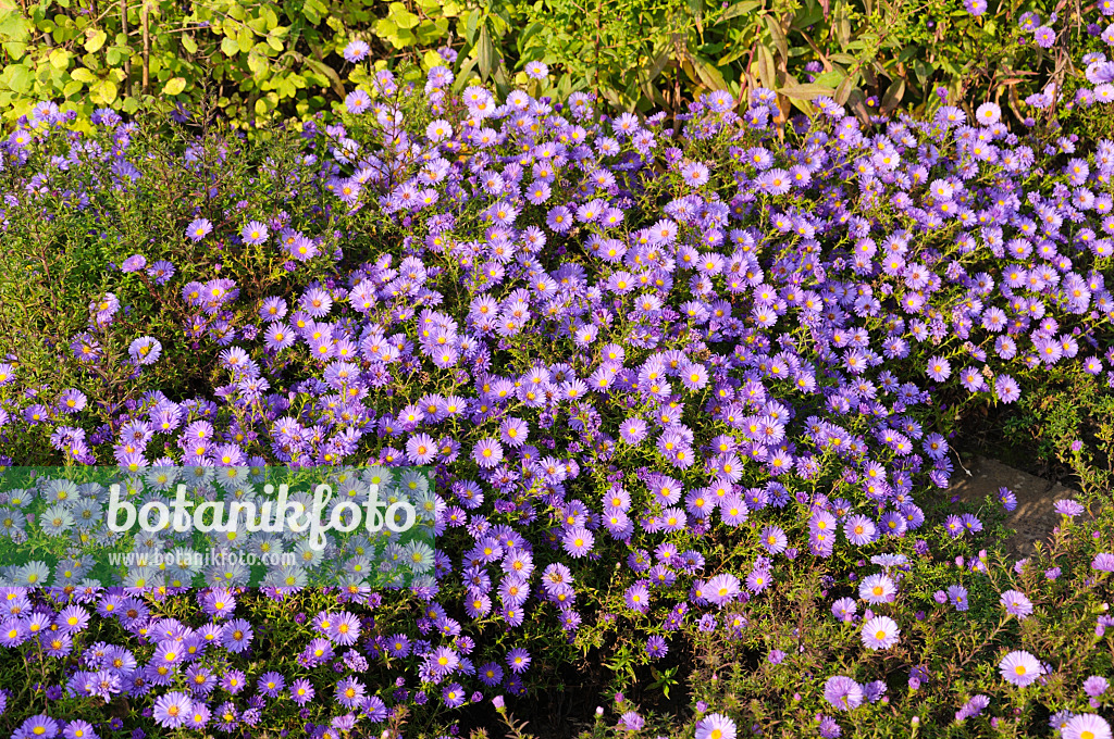 489035 - Aster nain d'automne (Aster dumosus 'Lady in Blue')