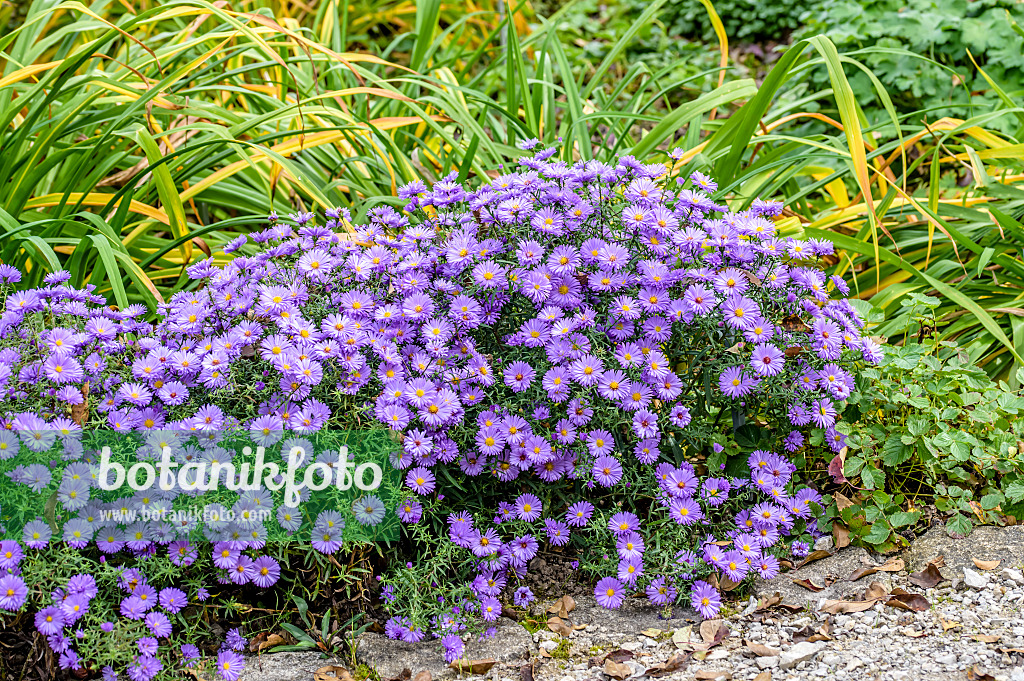 593033 - Aster nain d'automne (Aster dumosus 'Lady in Blue')