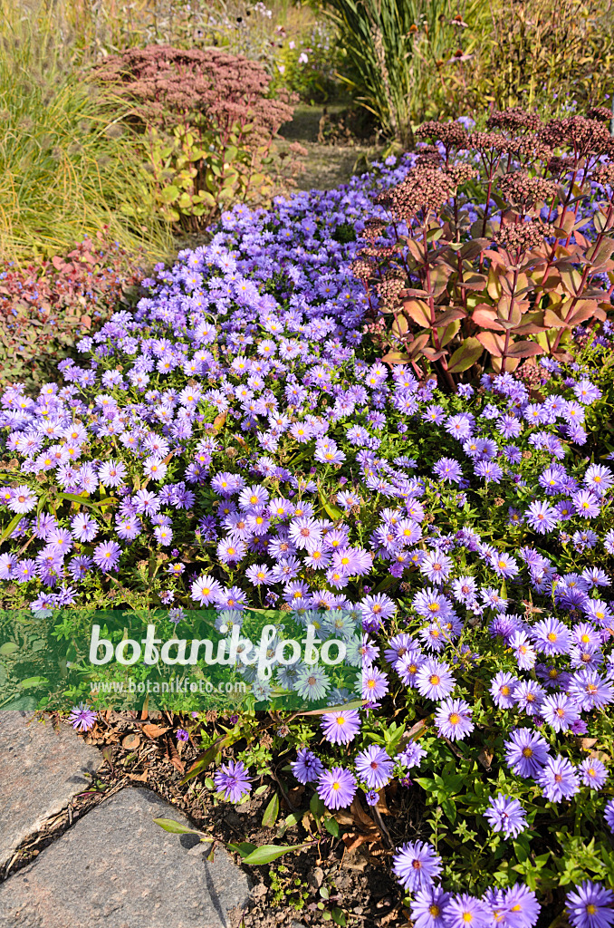 525002 - Aster nain d'automne (Aster dumosus) et orpin reprise (Sedum telephium 'Matrona' syn. Hylotelephium telephium 'Matrona')