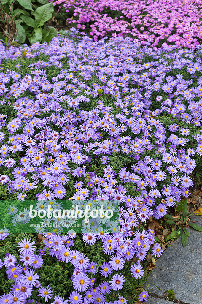 513042 - Aster nain d'automne (Aster dumosus 'Prof. Anton Kippenberg')